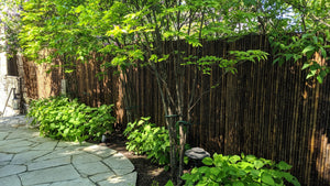 Dark Carbonized Bamboo Fencing - Bamboo Toronto Store