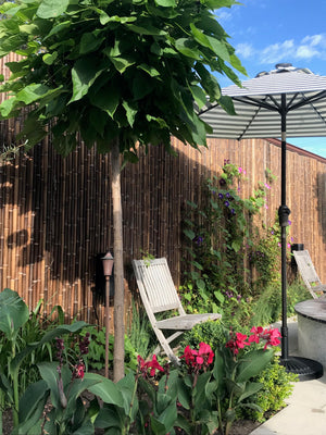 Dark Brown Bamboo Fence - Bamboo Toronto Store