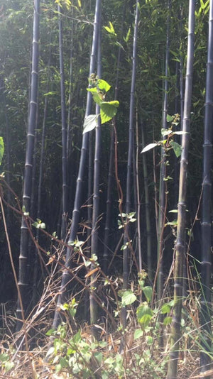 Dark Brown Bamboo Fence - Bamboo Toronto Store