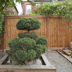 Tonkin Bamboo Fencing - Bamboo Toronto Store