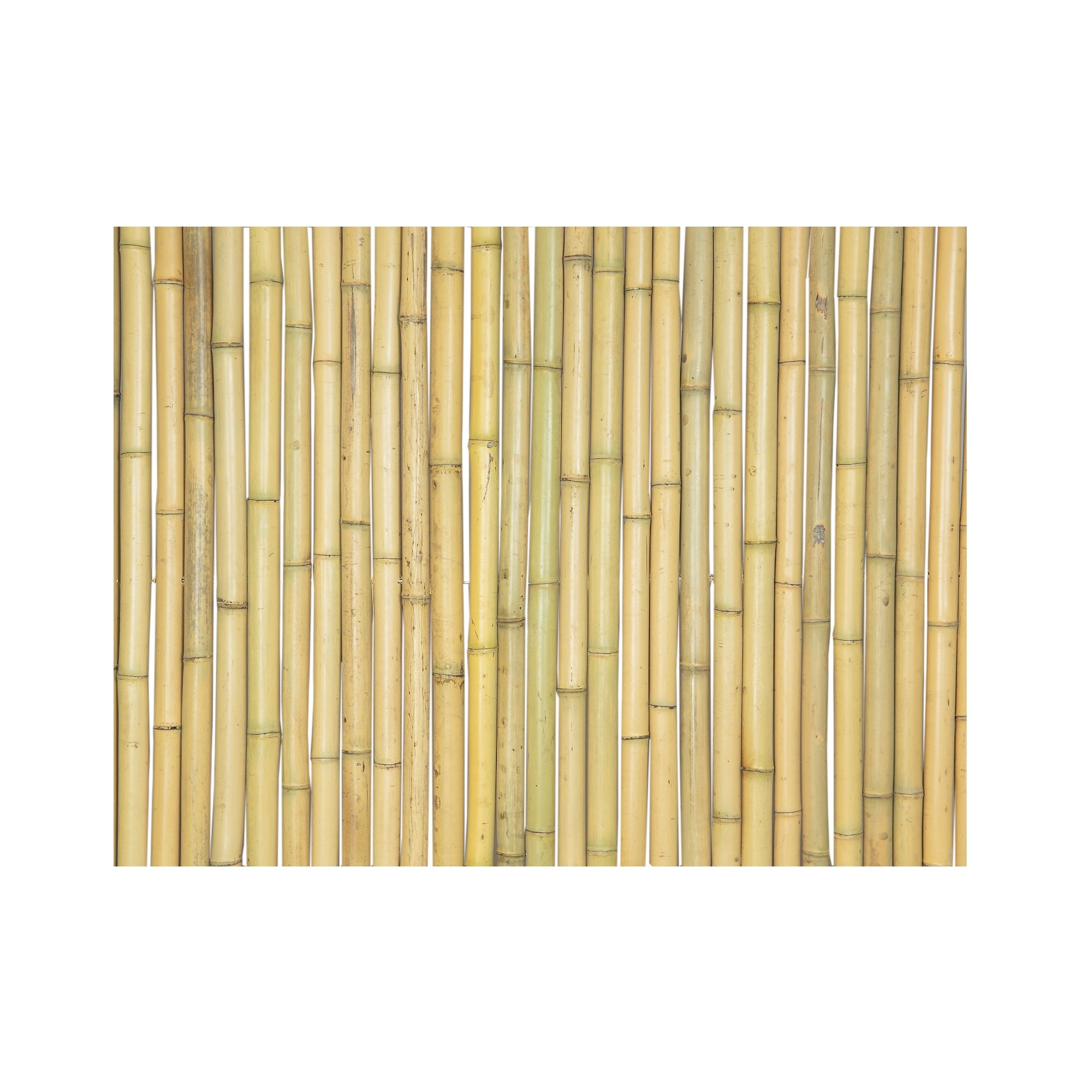 Huang Ku Bamboo Fence 4 ~ 10 FT Height – Bamboo Toronto Store