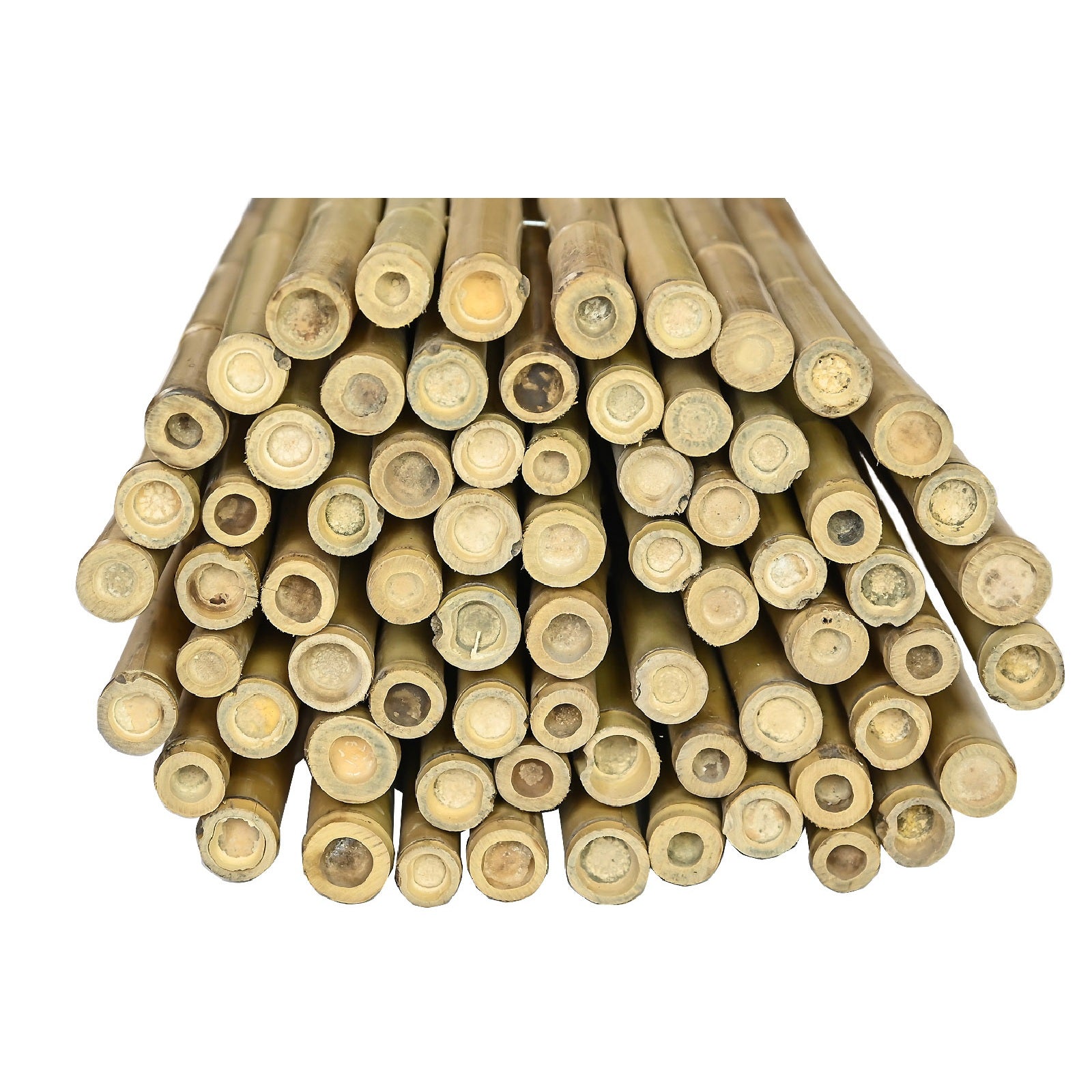 Moso Bamboo Fencing