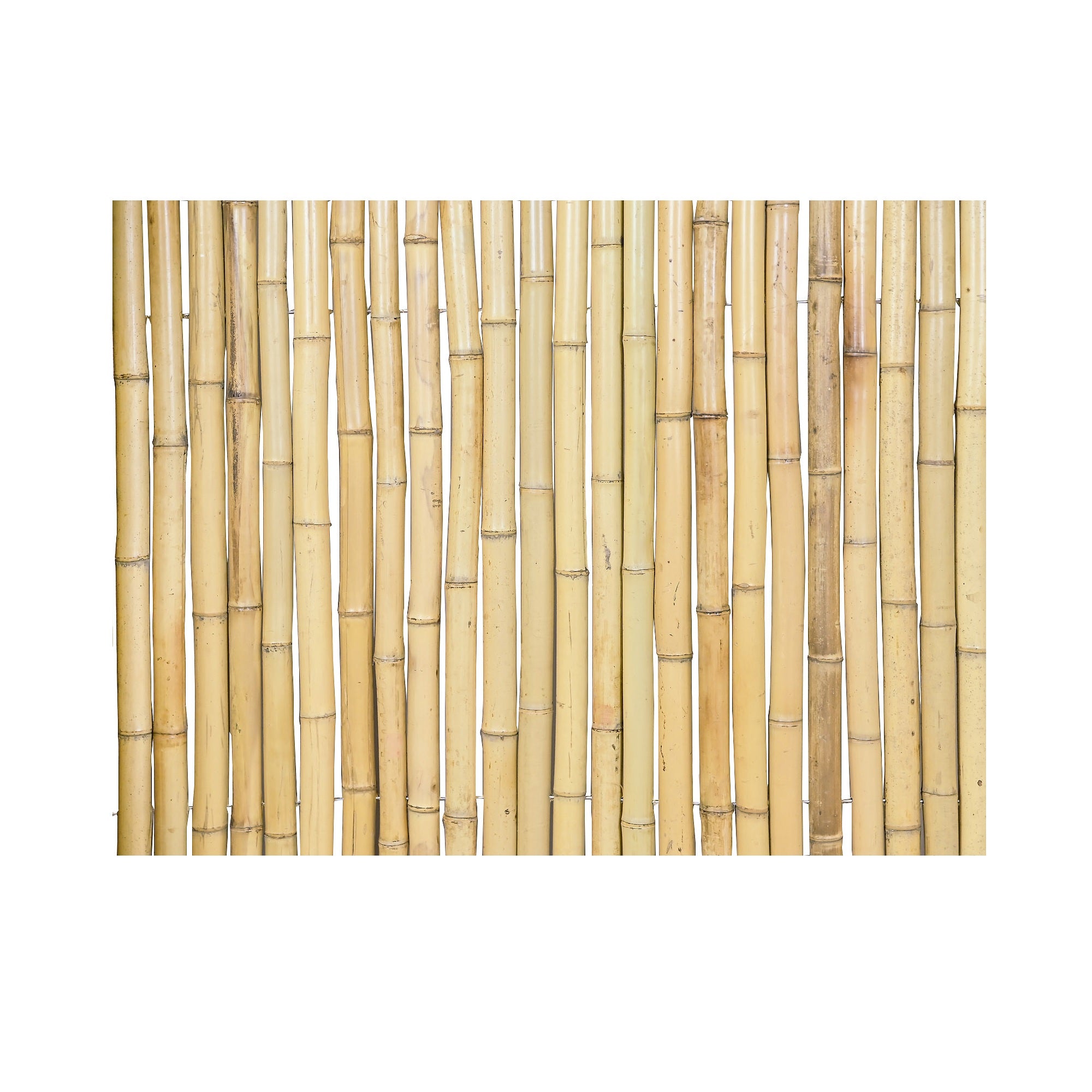 Moso Bamboo Fencing