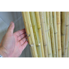 Moso Bamboo Fencing