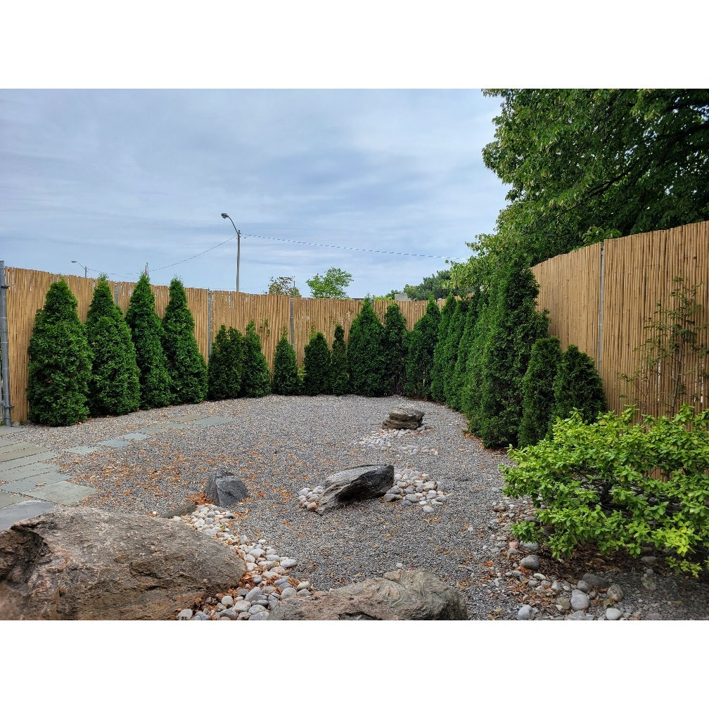 Tonkin Bamboo Fencing - Bamboo Toronto Store
