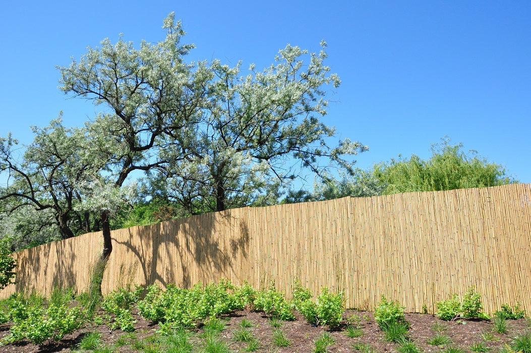 Tonkin Bamboo Fencing - Bamboo Toronto Store