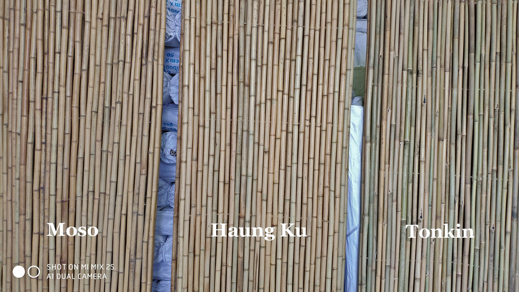 Huang Ku Bamboo Fencing - Bamboo Toronto Store