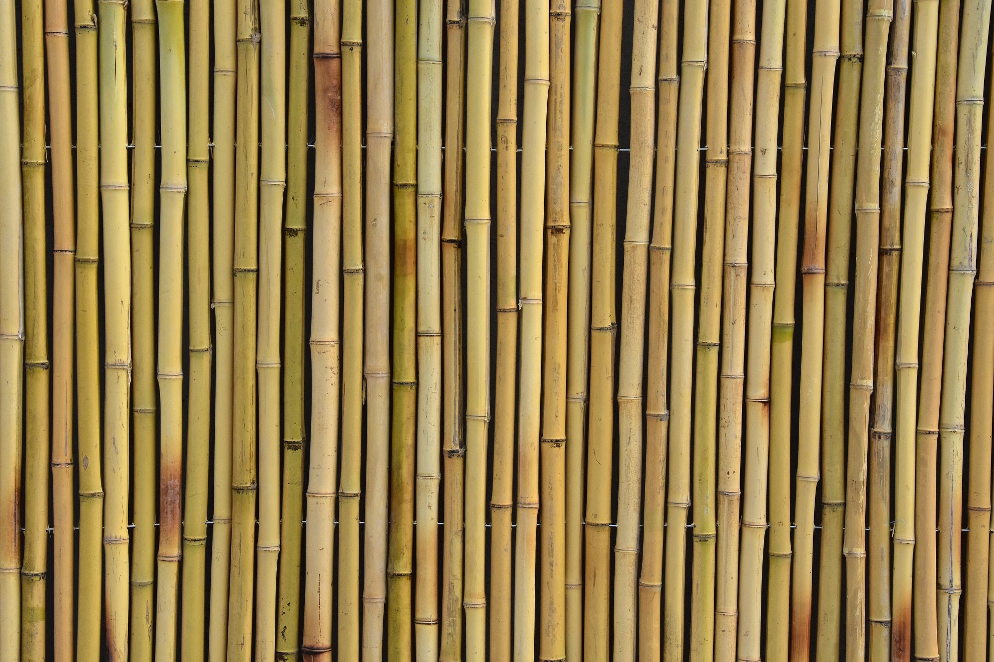 Natural Bamboo Fencing - Bamboo Toronto Store