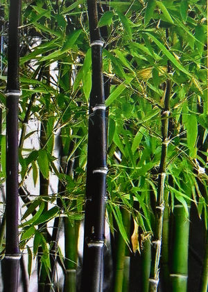 Dark Brown Bamboo Pole 1"D x 10'L - Bamboo Toronto Store