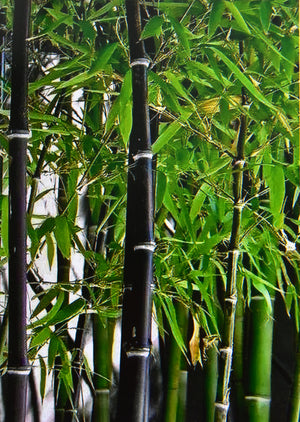 Dark Brown Bamboo Fence - Bamboo Toronto Store