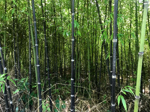 Dark Brown Bamboo Fence - Bamboo Toronto Store
